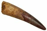 Fossil Spinosaurus Tooth - Real Dinosaur Tooth #344905-1